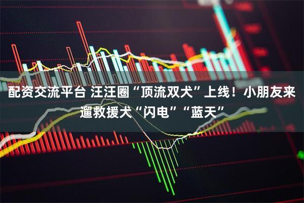 配资交流平台 汪汪圈“顶流双犬”上线！小朋友来遛救援犬“闪电”“蓝天”